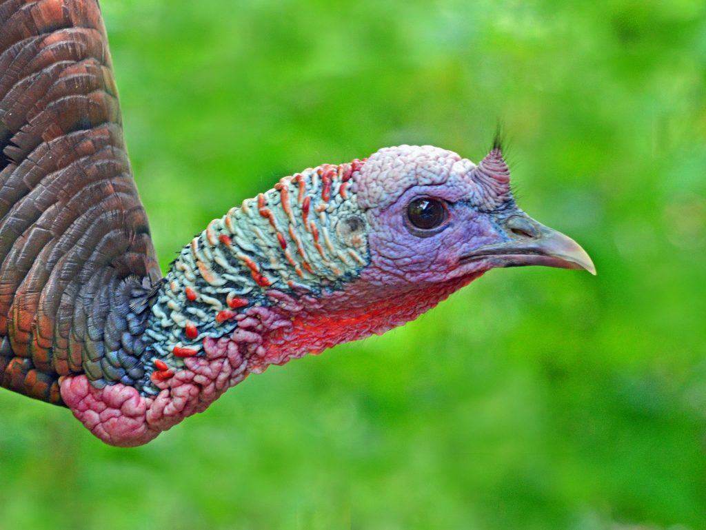 Save Money and Actually Enjoy Your Thanksgiving