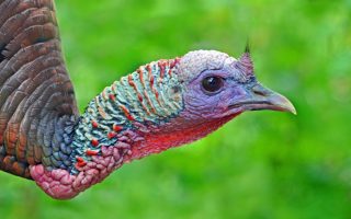 Save Money and Actually Enjoy Your Thanksgiving