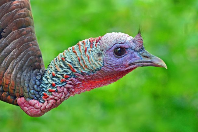 Save Money and Actually Enjoy Your Thanksgiving