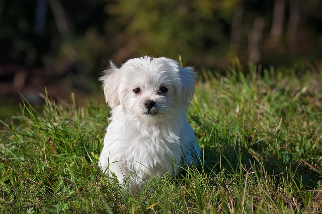 Should You Microchip Your Pet?