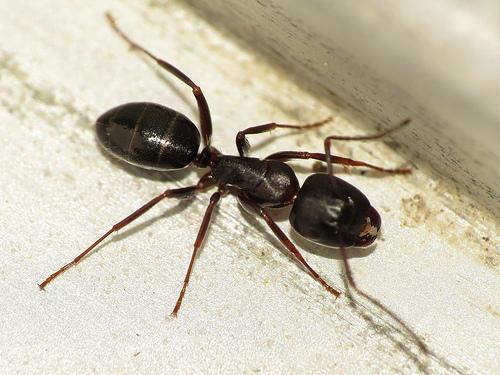3 Creepy Crawlies That You Didn’t Know Were Hiding in Your Walls