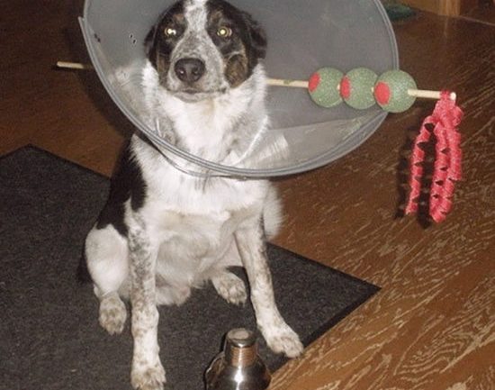 These DIY Dog Costumes Are To-Die-For!