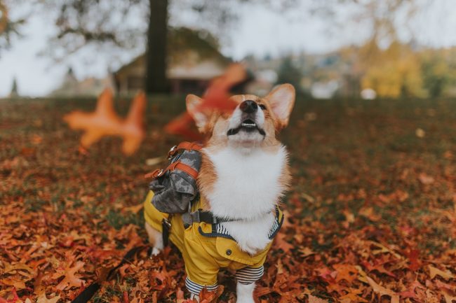 Why and When To Get Clothes For Your Pooch