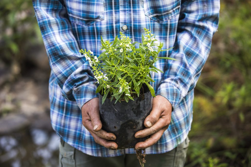 Your Guide to Maintaining Residential Plant Life on a Budget