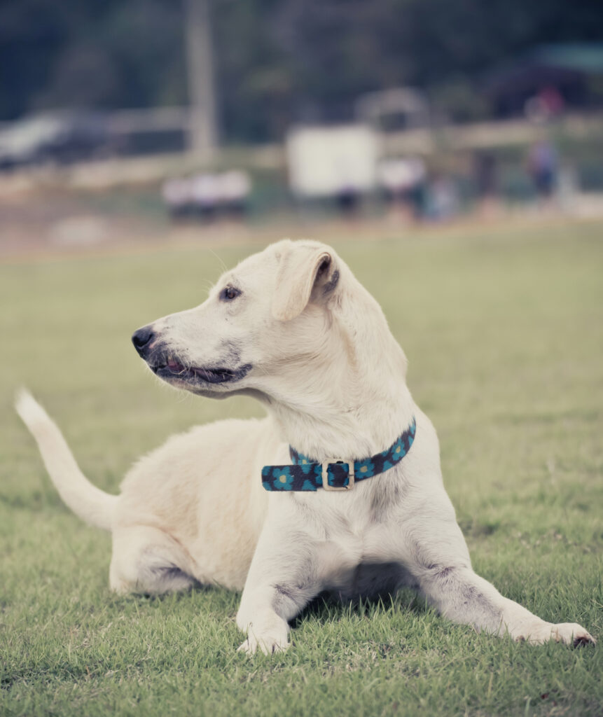 2. Electric Shock Collars