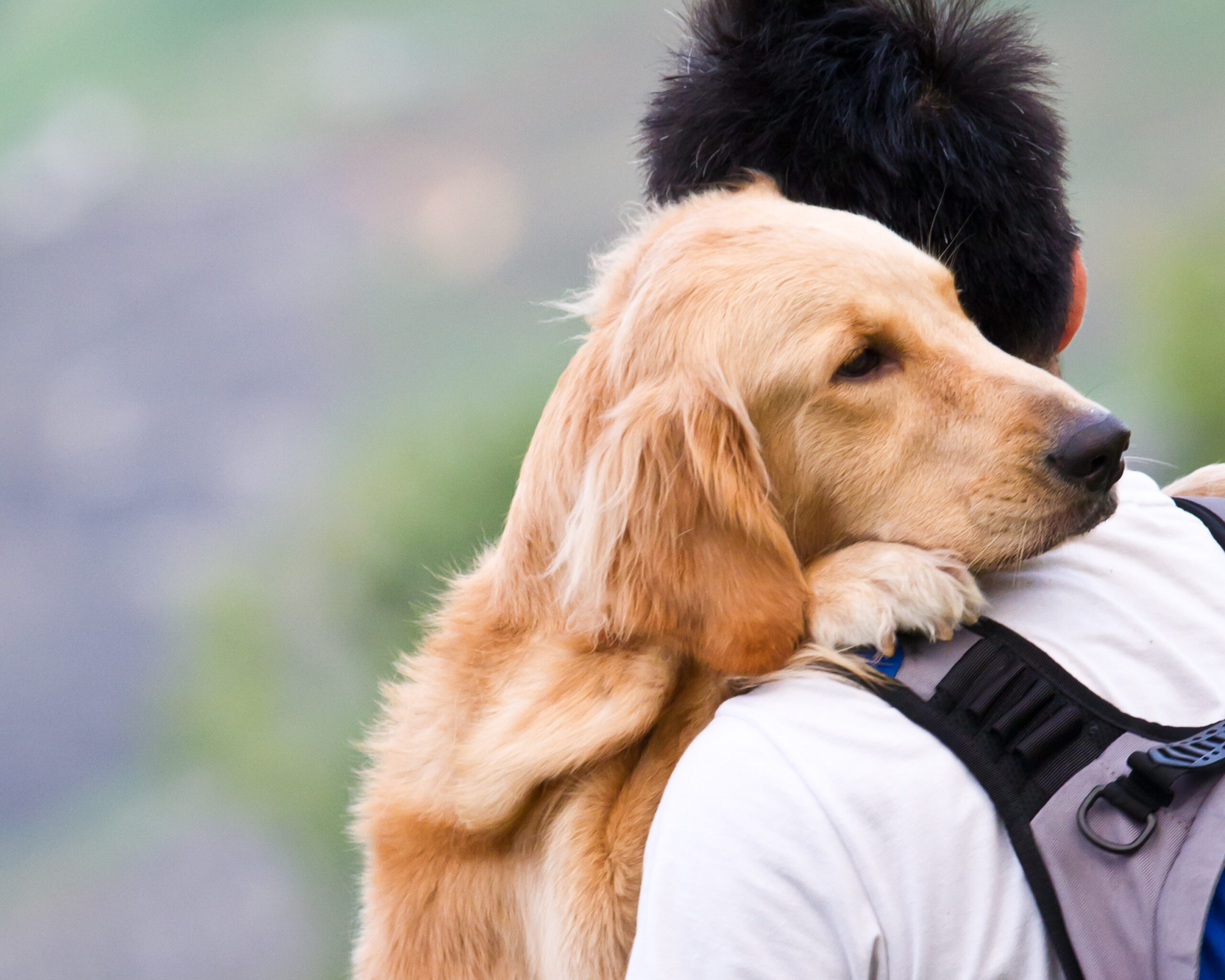 12 Mistakes You're Making With Your Dog (No Clothing Required)