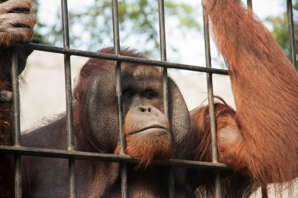 The Role of Zoos