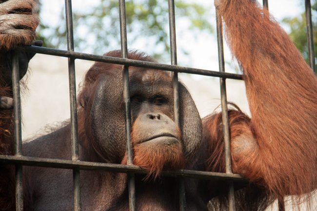 The Ugly Truth About Zoos: 12 Reasons Why They’re More Harmful Than Helpful
