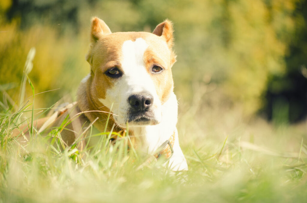 6. Tail Docking and Ear Cropping