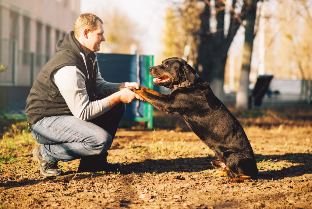 12 Animal Training Techniques That Are Now Considered Inhumane by Experts