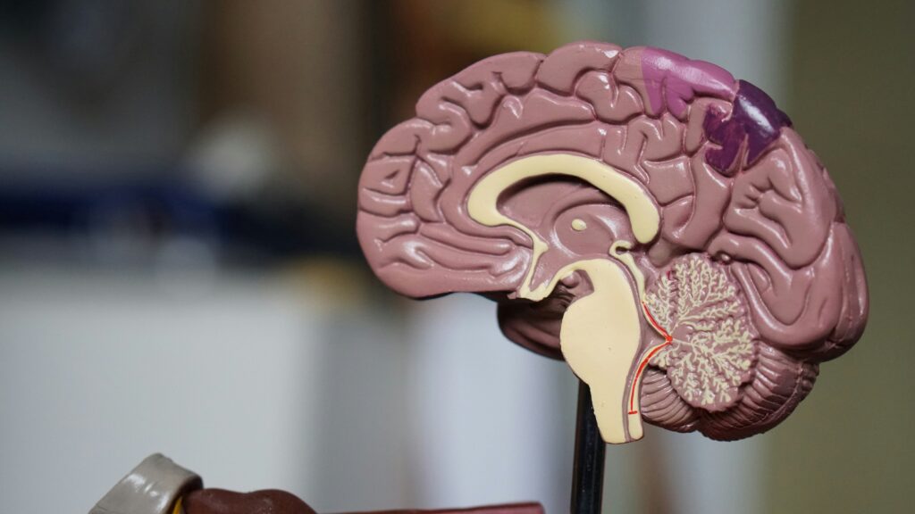 model of brain