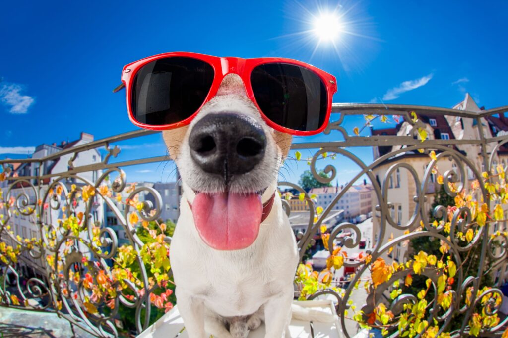 11 Pet Accessories You’ll Probably Regret Buying