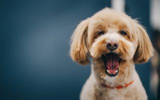 10 Ways Your Pet Secretly Says ‘I Love You’