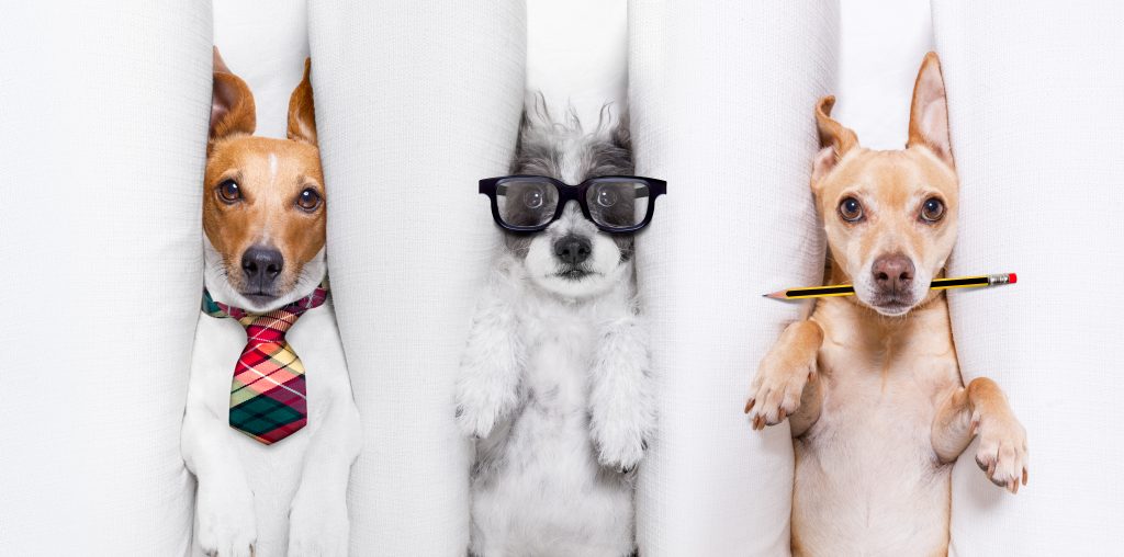 9 Irresponsible Things Dog Owners Do and How to Avoid Them