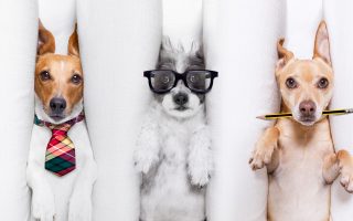 9 Irresponsible Things Dog Owners Do and How to Avoid Them