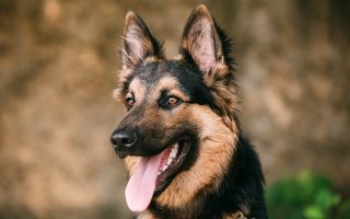 Ready to Defend You: 8 Dogs That Could Someday Save Your Life Ready to Defend You: 8 Dogs That Could Someday Save Your Life