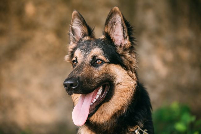 Ready to Defend You: 8 Dogs That Could Someday Save Your Life