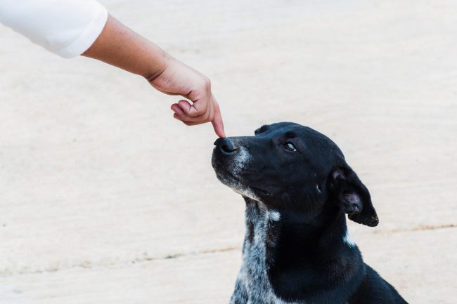 10 Things You Should NEVER Do to Discipline Your Dog