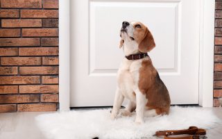 7 Tricks to Finally Get Your Dog to Pee Outside (No More Carpet Accidents!)