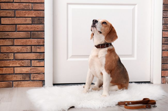 7 Tricks to Finally Get Your Dog to Pee Outside (No More Carpet Accidents!)