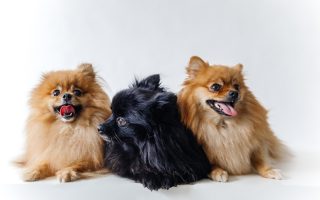 What Does Your Dog Know About You That No One Else Does?