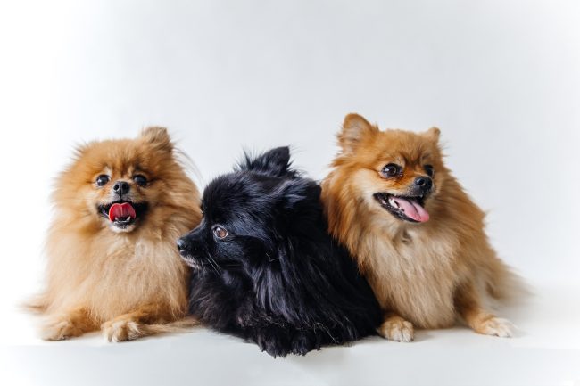 What Does Your Dog Know About You That No One Else Does? What Does Your Dog Know About You That No One Else Does?