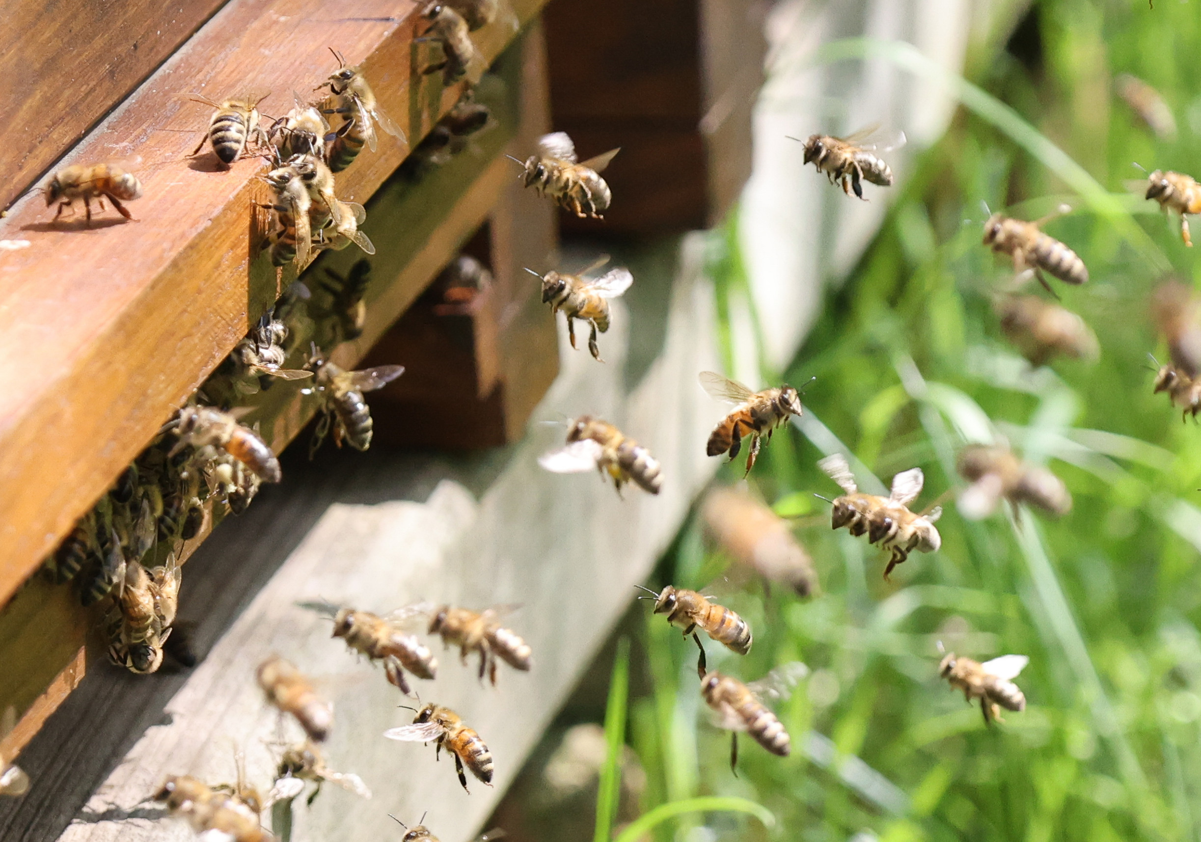 Bees flying around beehive. Beekeeping concept