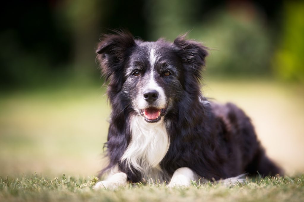 Purebred border collie outdoors on a summer day.