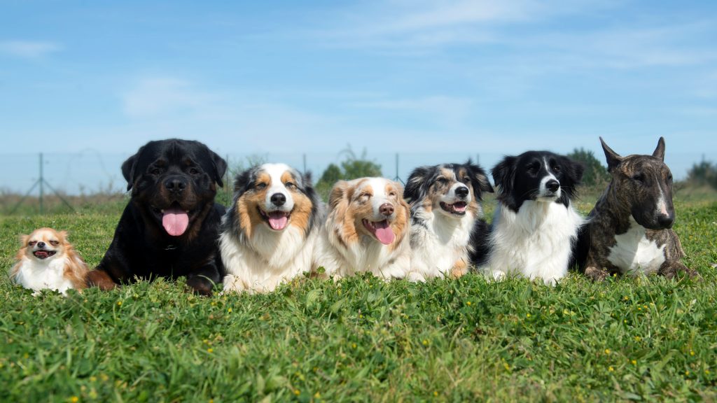 13 Human Habits That Dogs Love, Hate, or Just Don’t Understand