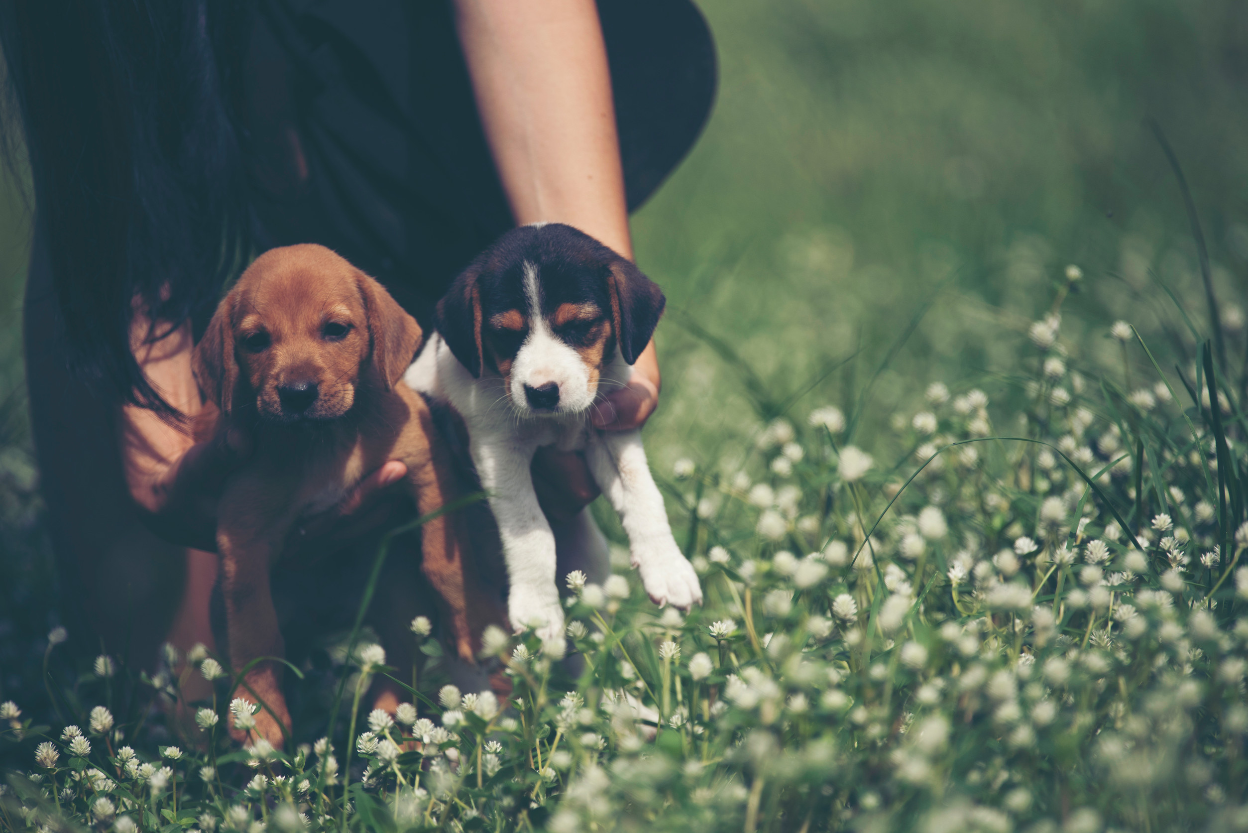 Cute puppies dog running in the meadow. tiny habits