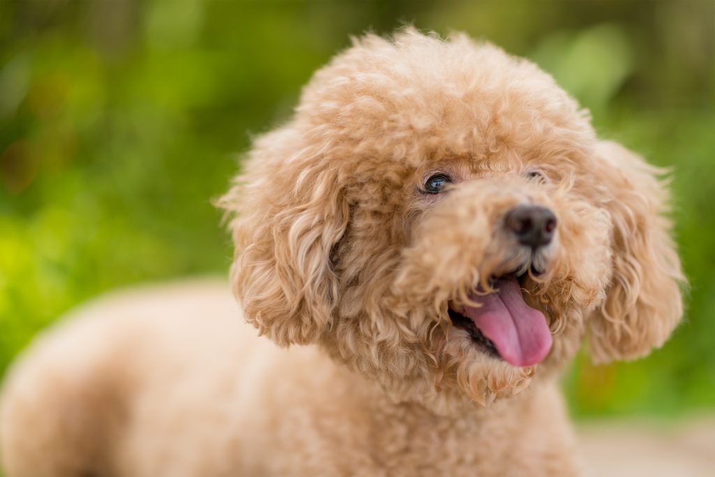 5 Of The Best Dog Breeds For People With Severe Anxiety