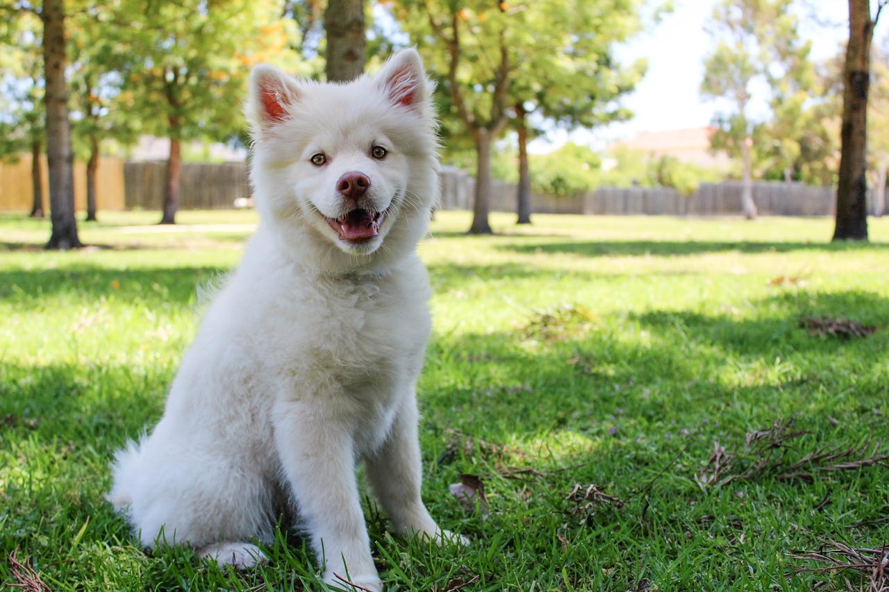 dog breed