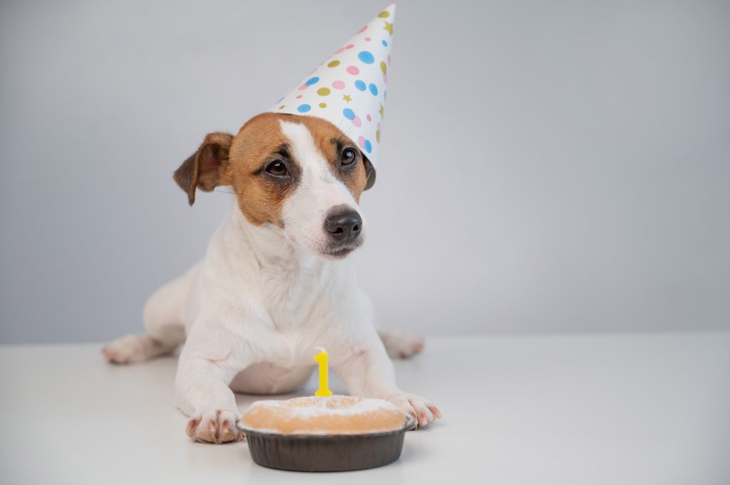 pet's birthday