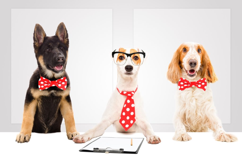smartest dog breeds