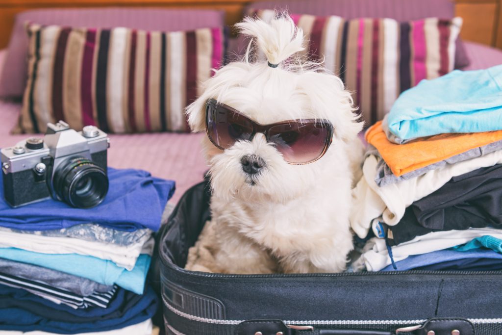 traveling with pets