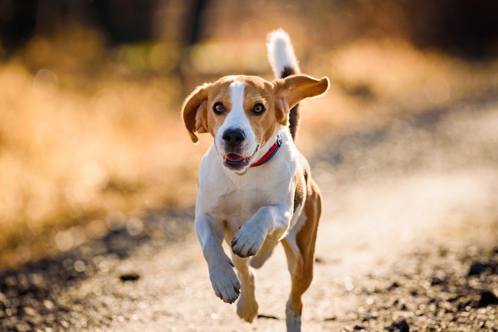 dog's behavior