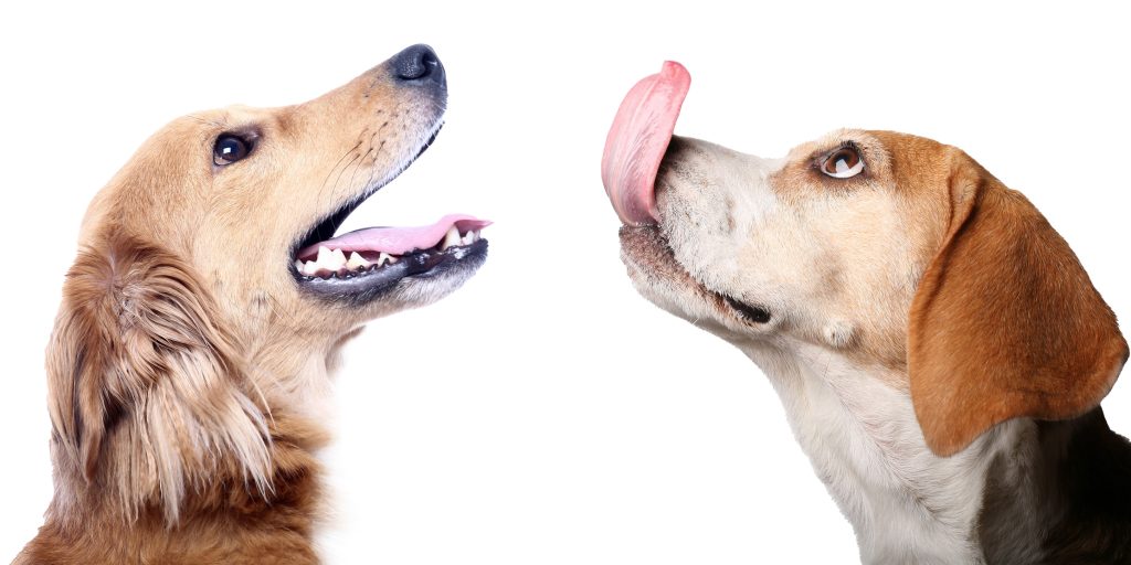 Dog's Lick