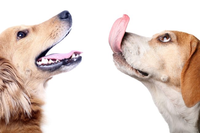 From Nasty Germs To Sepsis: 10 Terrifying Dangers Hiding In Your Dog’s Lick From Nasty Germs To Sepsis: 10 Terrifying Dangers Hiding In Your Dog’s Lick