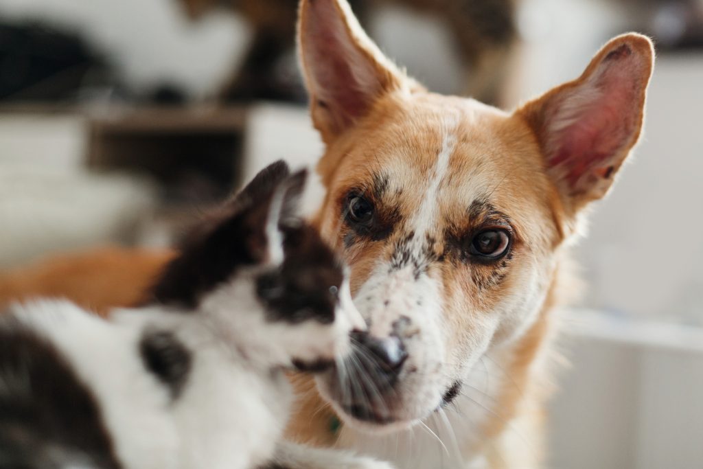 childhood pet stories