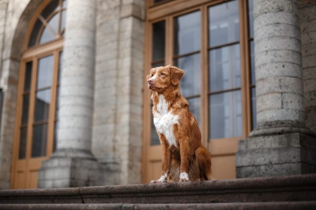 Could Your Dog Be Secretly Helping Burglars? The Security Risk Pet Owners Overlook