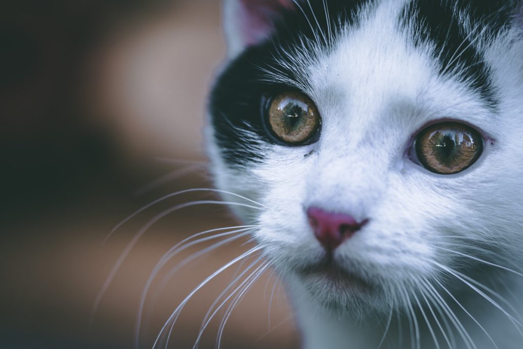 cat breeds