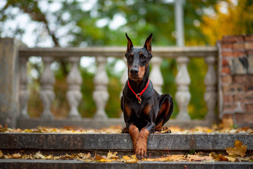 Doberman Pinscher