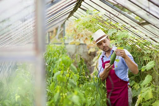 5 Things to Consider When Putting a Greenhouse in Your New Backyard 5 Things to Consider When Putting a Greenhouse in Your New Backyard
