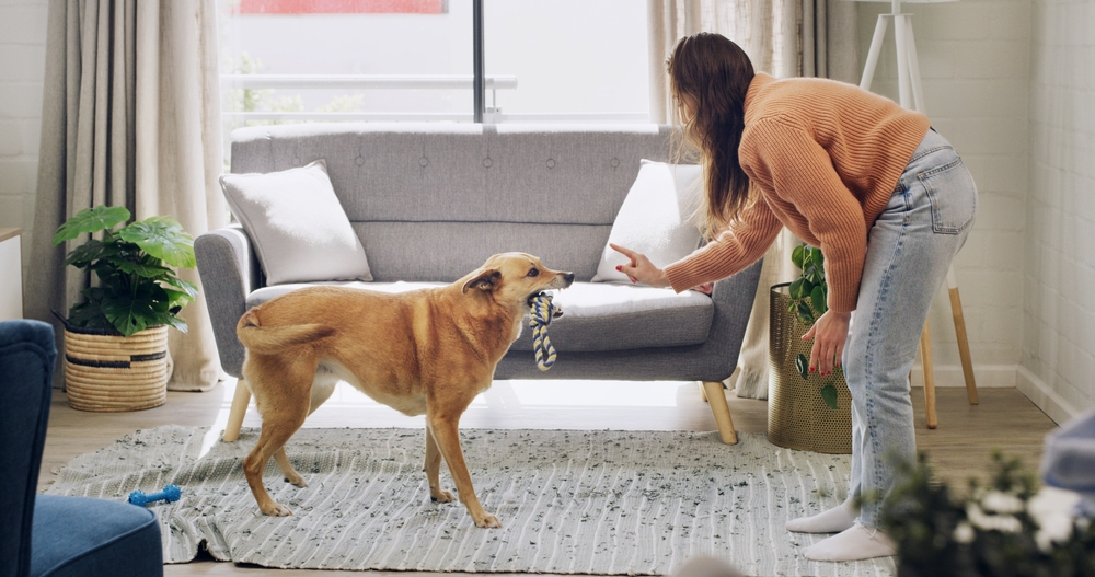 Animal Training Tactics